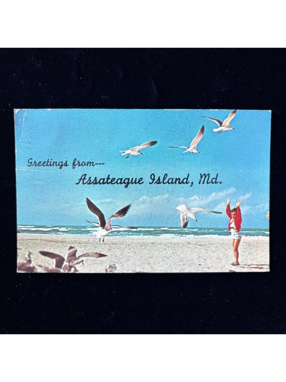 Vintage Postcard 1971 Assateague Island MD Beach Girl Seagulls Berlin Maryland